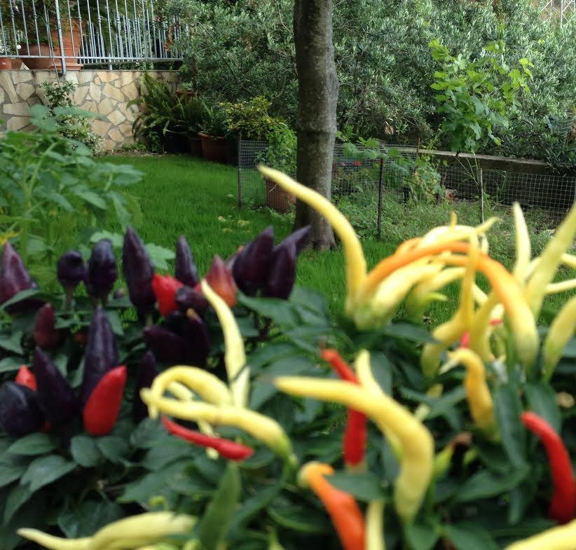 B&B Dei Fiori Praia a Mare Εξωτερικό φωτογραφία